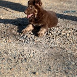 SVVS Wächter Chief Groot Light Blue Collar Male - Liver German Shepherd puppy in Little Rock, Arkansas from Strahl Von Valor Shepherds
