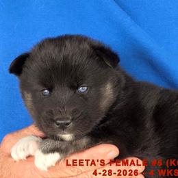 LEETA'S FEMALE 5 - Black and white female Siberian Husky puppy in Manilla, Iowa from Bruck's Siberian Huskies