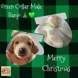 Green Collar - Lemon and white male Basset Hound puppy in Callao, Virginia from Walk The Line Basset Hounds