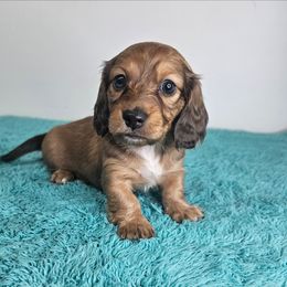 Girl 4 (Red) - Red female Dachshund puppy in Belle Rive, Illinois from Akin's Miniature Dachshunds, LLC