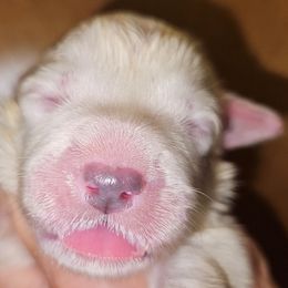 OFA Health Tested YELLOW - White female Great Pyrenees puppy in Lynchburg, Tennessee from Flashlight Farmers AKC Great Pyrenees
