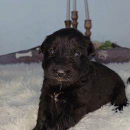 Light blue female - Black female German Shepherd puppy in Clinton, Arkansas from 501 Shepherds