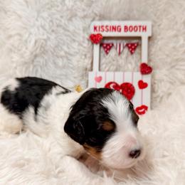 Butterscotch - Tri-color male Bernedoodle puppy in Boiling Springs, South Carolina from OlliePups, LLC