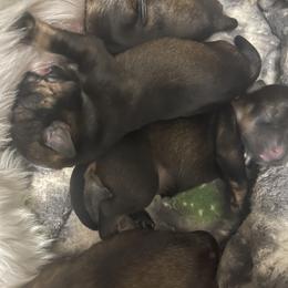 Brigsley - Black and silver male Miniature Schnauzer puppy in Little Elm, Texas from Matrix Schnauzers
