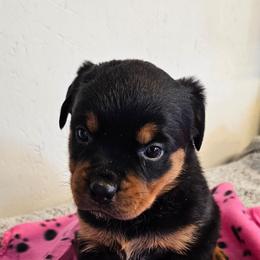 Female 6 purple - Black and rust female Rottweiler puppy in Aspers, Pennsylvania from Vom Uberlegenen Rottweilers