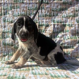 Maggie - Blue ticked and tan female Bluetick Coonhound puppy in Mount Pleasant, Texas from Harmons Hounds