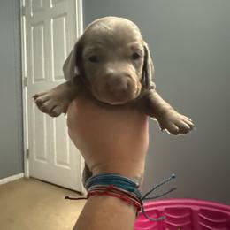 Boy 2 - Fawn (Isabella) male Dachshund puppy in Victorville, California from Wirz’s Weens