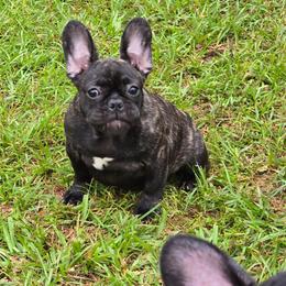 Lottie - Brindle female French Bulldog puppy in Summit, Mississippi from Impressive Bulldogs and French Bulldogs