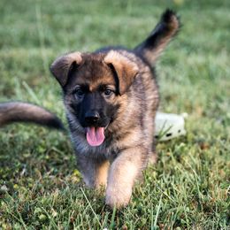 Brazos - Sable male German Shepherd puppy in Seville, Ohio from Hillary Rowley-Weiss