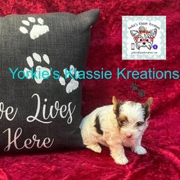 Molly - Chocolate, tan and white female Yorkshire Terrier puppy in Dierks, Arkansas from Yorkie’s Klassie Kreations