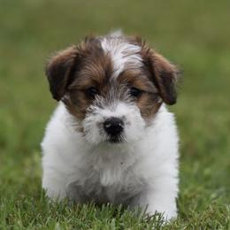 Chinese Crested and Russell Terrier Puppies from Jumping Jacks Russells