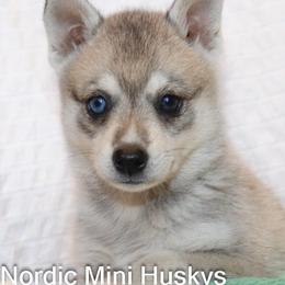 Girl 2 - Gray and white female Alaskan Klee Kai puppy in Klamath Falls, Oregon from Nordic Mini Huskys