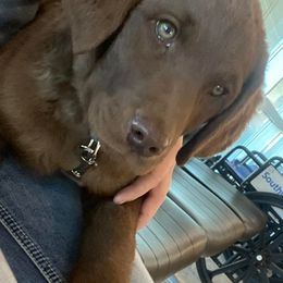 Chesapeake Bay Retriever Puppies from Yellow Town Chesapeake’s