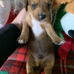 Dachshund Puppies from Cajun Low Riderz