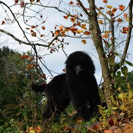 Poodle Puppies from D and D Standard Poodles