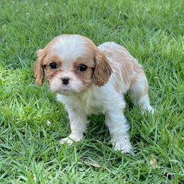 Cindy - Blenheim female Cavalier King Charles Spaniel puppy in Diberville, Mississippi from Sophie’s AKC Cavaliers