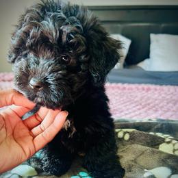 Shadow - Black male Yorkipoo puppy in Ocala, Florida from Top Notch Pupz