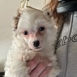 Bear - White and black male Chinese Crested puppy in New Haven, West Virginia from EverCrest