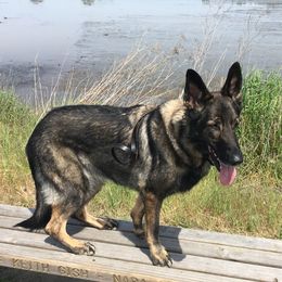 German Shepherds from Angelwings K9