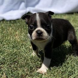 Boston Terriers from Monkey Biz Bostons