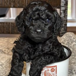 Border Collie and Poodle Puppies from Ross Vegas Kennels