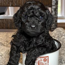 Border Collie and Poodle Puppies from Ross Vegas Kennels