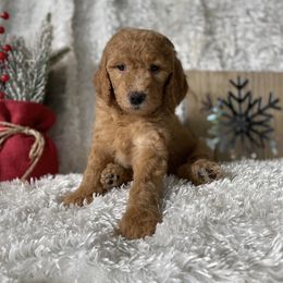 Goldendoodle Puppies from Stolt Southern Doodles