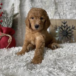 Goldendoodle Puppies from Stolt Southern Doodles