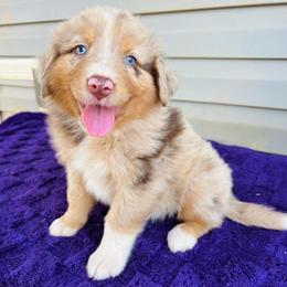 Axel - Red merle male Australian Shepherd puppy in Charlotte, North Carolina from Awesome Aussies