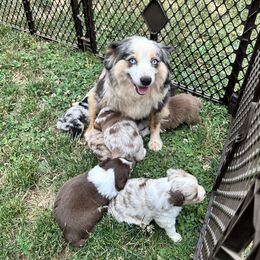 Miniature American Shepherd and Miniature Australian Shepherd Puppies from Whiskeytown Aussies