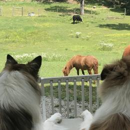 Collies from Lassie and Laddie Rough Collies