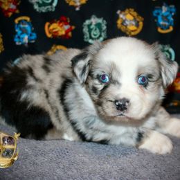 Champagne - Blue merle female Australian Shepherd puppy in El Dorado Springs, Missouri from HP Aussie Kennels