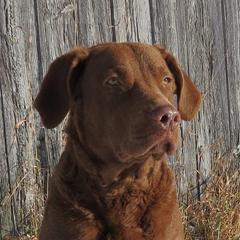 Alli - Chesapeake Bay Retriever