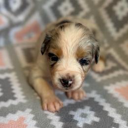 Daisy - Blue merle female Australian Shepherd puppy in Clover, South Carolina from Jo’s Aussies