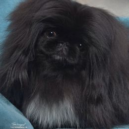 Pekingese from Happy Tail Pekingese