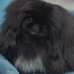 Pekingese from Happy Tail Pekingese