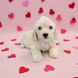 Copper cream silky wire perfect health check up - Cream male Dachshund puppy in Richmond, Virginia from Irresistible Dachshunds & Cavaliers