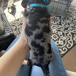 Dachshund Puppies from Dapper Dachshund