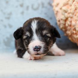 Kraken - Black and tan male Pembroke Welsh Corgi puppy in Mona, Utah from Sorensen Corgis