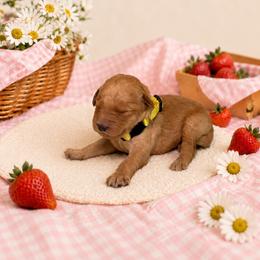 F1B Goldendoodle Sunny - Red  female Goldendoodle puppy in Redding, California from Casa Delarosa Collective Poodles & Doodles