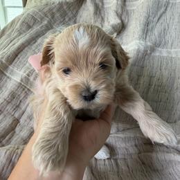 Tiffany - Cream female Maltipoo puppy in Vancouver, Washington from Dream Puppies PNW