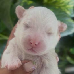Moon - Cream male Goldendoodle puppy in Queen Creek, Arizona from Sunny Doodles