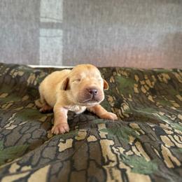 Nacho - Yellow male Labrador Retriever puppy in Richfield, Utah from Stormy River Retrievers