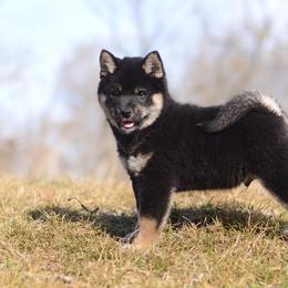 Tiki 🩵 Black and Tan Boy - Black and tan male Shiba Inu puppy in Neosho, Missouri from Sunny Terrace Shibas