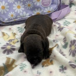 Male 1 - Brindle male Staffordshire Bull Terrier puppy in Lakeland, Florida from English Creek Staffords