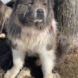 Octavia - Caucasian Shepherd Dog