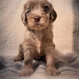 Merle - Merle male Labradoodle puppy in Danville, Indiana from Marley’s Doodle Ranch
