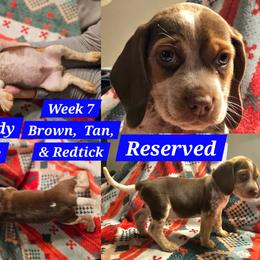 Mr. Peabody-Light Blue-Male - Brown white and tan male Beagle puppy in Bemidji, Minnesota from Nse Farms Beagles