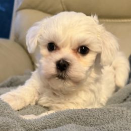 Hunter - White male Coton de Tulear puppy in Ludington, Michigan from Cotten's Sunset Kennels