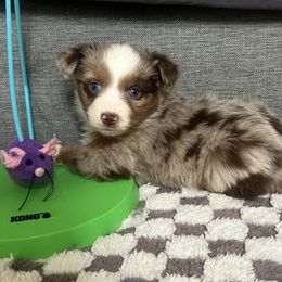 Tiger Lilly - Australian Shepherd puppy from Perfect Companion Aussie's